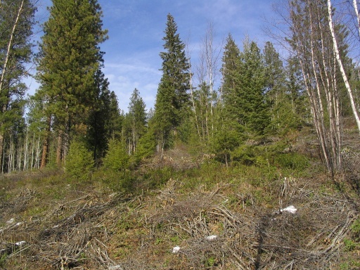 Next spring, after treatment.