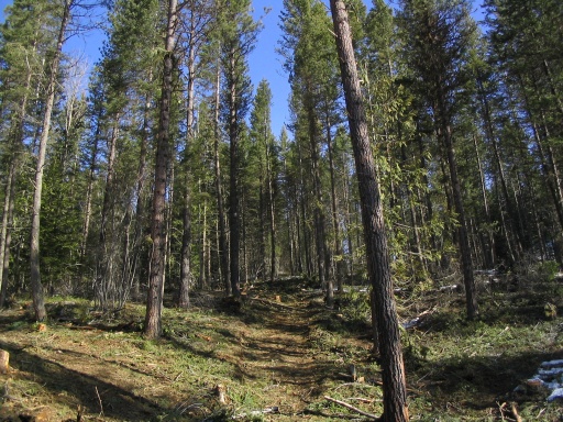 A main skid trail in Block 2 after winter logging.