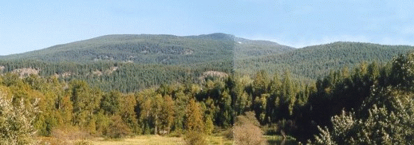 The Woodlot From Slocan River Road